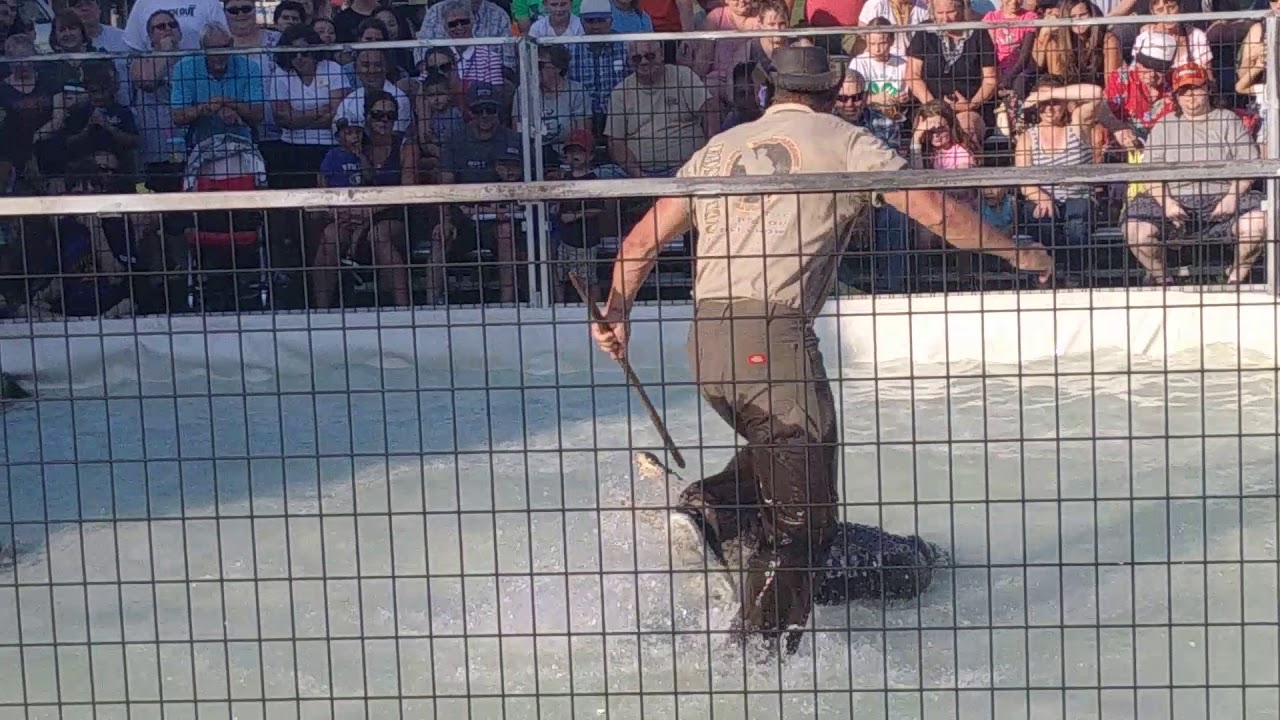 camera iphone 8 plus apk Sussex county fair alligator show pt 2
