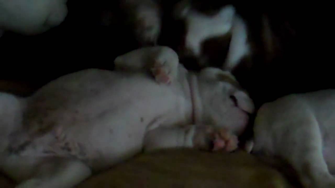 recovery pump ENGLISH BULL DOGS 7 WEEKS OLD