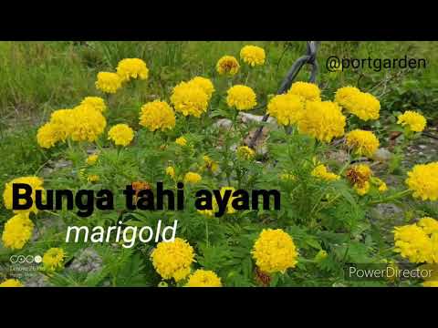 Video: Marigolds yang indah: penanaman dan penjagaan
