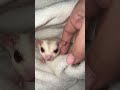 Sugar Glider Hiding Under The Blanket