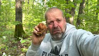 Morel hunting !