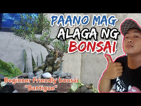 Video: Paano Maghukay ng Malaking Bush: 15 Hakbang (na may Mga Larawan)