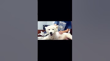 Thumbnail of A blind dog tries to awaken her heartless owner's conscience with her hoarse voice in the rain.