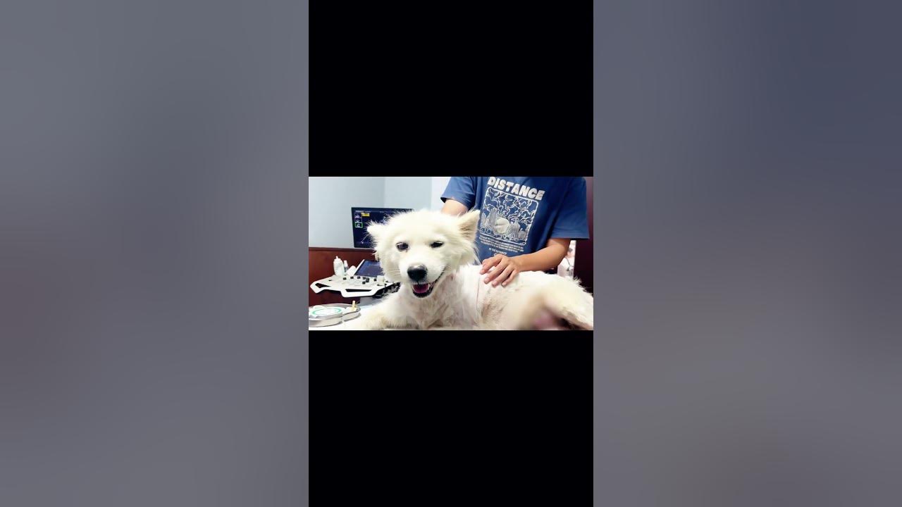 A blind dog tries to awaken her heartless owner's conscience with her hoarse voice in the rain.