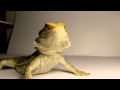 Sonora the Bearded dragon