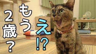 野良猫から家猫になって立派に歳になったので誕生日会をしましょう。