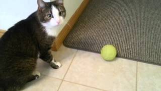 Cat Misu playing with Snack Ball