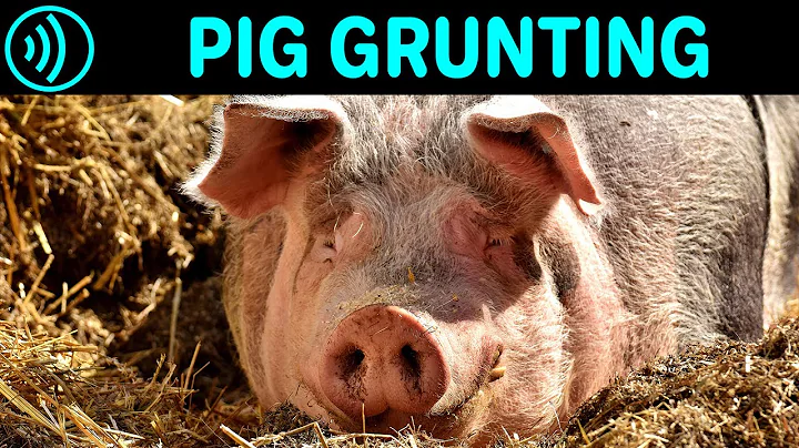 PIG GRUNTING SOUND EFFECT - Grunting Pig | Free Pig Grunting Noise Sound FX for Download