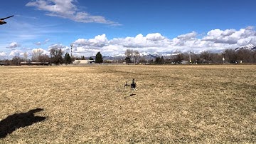 Align Trex 450 pro first flight/in strong wind