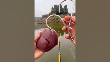 Làm mồi câu cá khổng lồ #cacconvat #docla #fishing