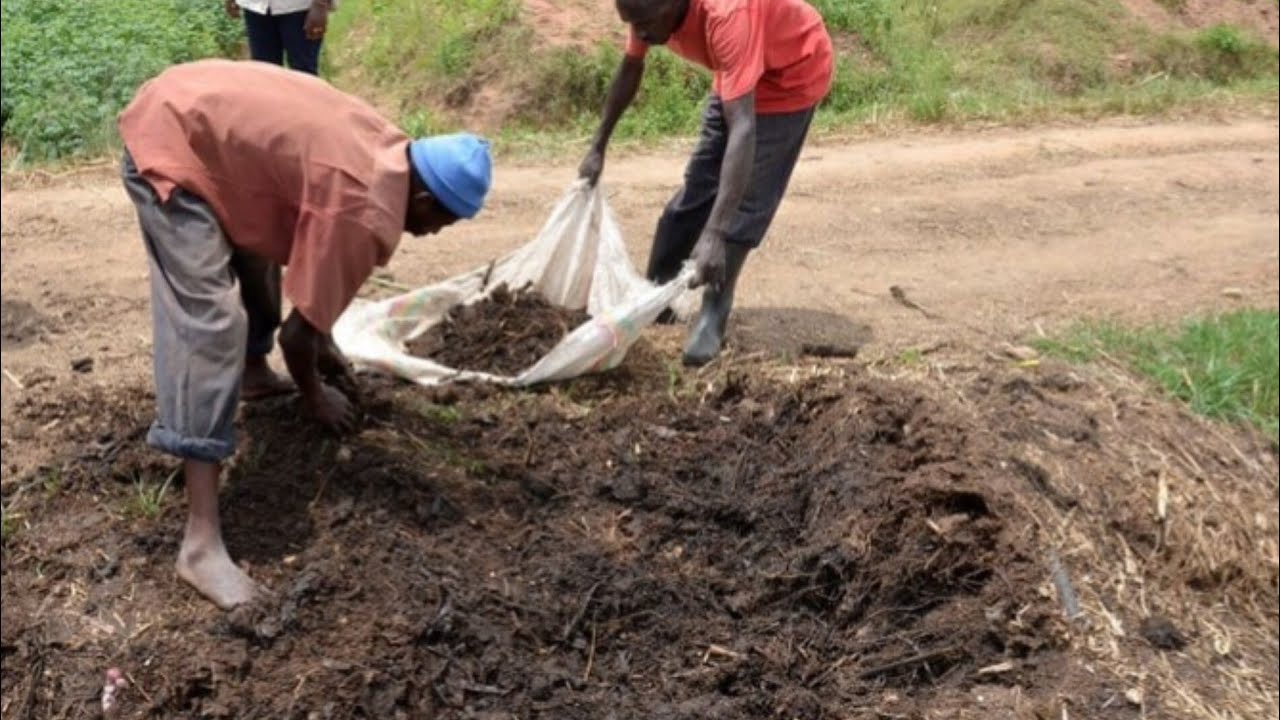 Reba Ifumbire Y'Igitangaza Ushyira Mu Murima Rimwe Gusa Igakora Imyaka Myinshi/Uko Wayikora