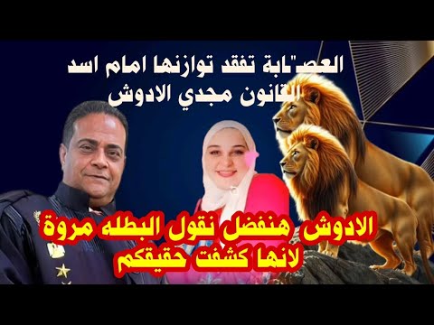 حصريا منذ قليل العص ابة تفقد توازنها امام اسد القانون مجدي بيك الادوش