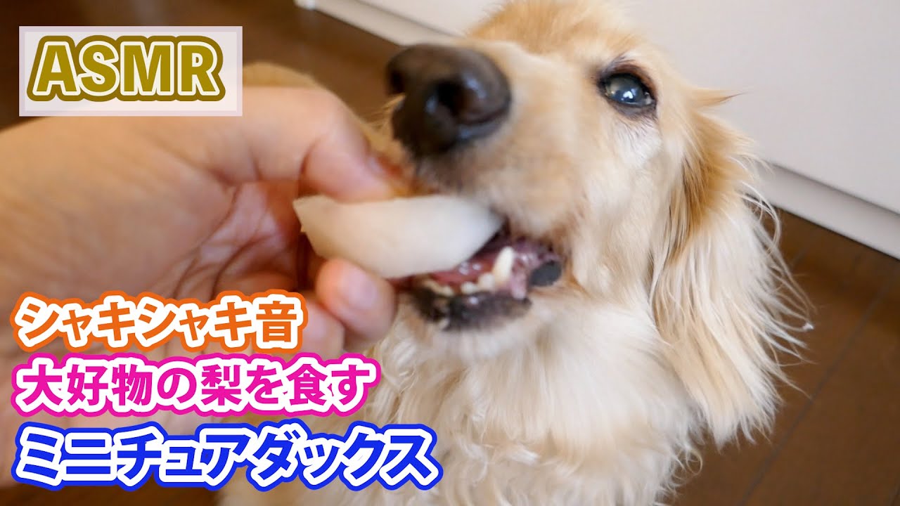 Asmr 食いしん坊わんこシリーズ 梨を食す 犬の咀嚼音 ミニチュアダックスミッキー Miniature Dachshund Eats Pear Eating Sound Youtube Asmr 食いしん坊わんこシリーズ 梨を食す 犬の咀嚼音 ミニチュアダックスミッキー Miniature Dachshund Eats Pear Eating Sound Youtube
