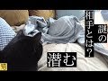 猫のブランケットから登場しますはCOOLなあいつ!