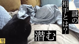 猫のブランケットから登場しますはCOOLなあいつ!