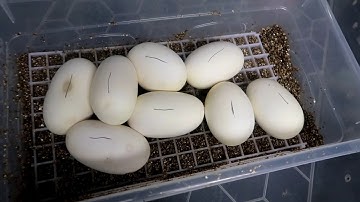 Ball python eggs and a package arrived!!