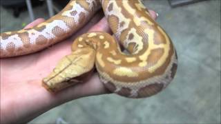 Baby T-Positive Albino Blood Python