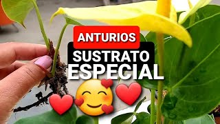 TRASPLANTE de ANTURIO AMARILLO