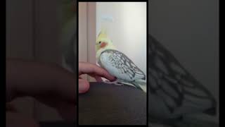 She Loves Sleeping Like This Alot Of Love Shiring Animales Routine