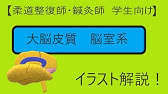 はりきゅう理論 内因性発痛物質の覚え方 語呂で覚えるはりきゅう理論シリーズ Biancaなざと Youtube