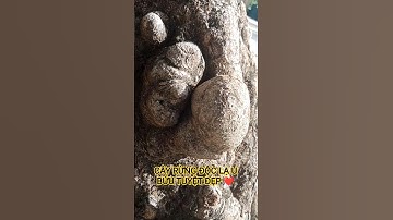 CÂY RỪNG ĐỘC LẠ U BỨU TUYỆT ĐẸP HIẾM CÓ KHÓ TÌM