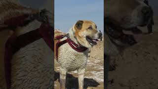 Afghan Kochi Dog