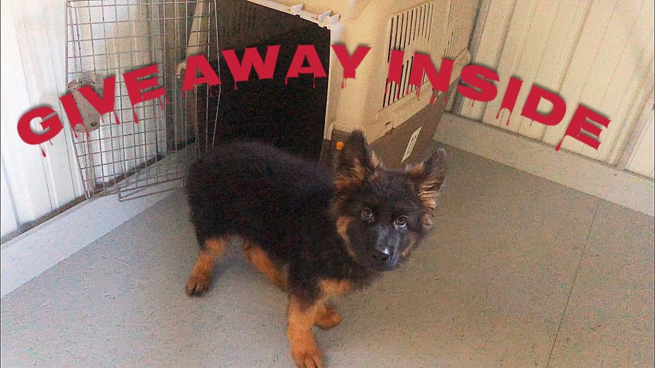 How to crate train your dog/puppy. YouTube