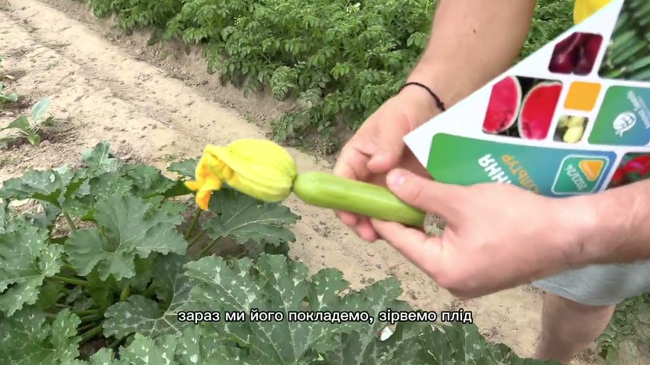 Огляд цукіні Ларрі (INX 5273 F1) Innova Seeds Co, USA, California 🇺🇸🇺🇦