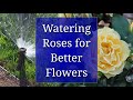 Watering Roses for Better Flowers