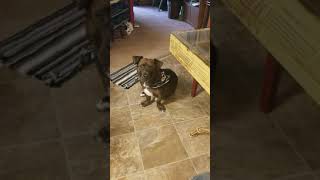 Pitbullbet Hound Eastwood