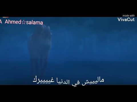 الصحاب مش بالكلام الحصان الوفي 