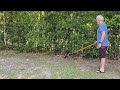 Great Dane Watches As Baby Alligator Is Encouraged To Leave The Yard