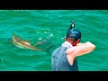 Cobia & Stingray,  Bowhunting the Frenzy