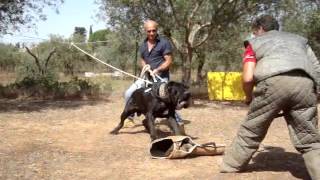 Training Neapolitan Mastiff