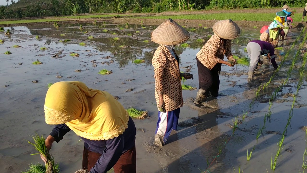Serunya menanam padi di | sawah - YouTube