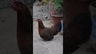 manok  hemongaan  sa province by yumi ocho vlog 56 views 1 year ago 1 minute, 16 seconds