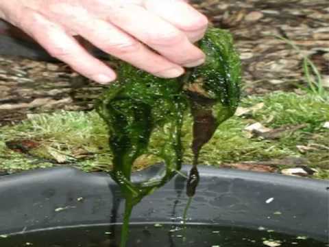 Algae Oil Business How To Conference Call 24 Oct 2013