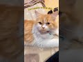 Bht afsoos ho rha😿 #cat #catdrama #relatable #funnyvideo #viralshorts #youtubeshorts #fyp #trending