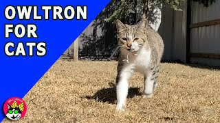 New Tool For Making Great Cat Videos - Review of Owltron 1080P Camera by Nine's Catudio 102 views 11 months ago 5 minutes, 21 seconds