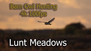 Barn Owl Hunting 4k @100 fps at Lunt Meadows Nature Reserve , North West England by Darrell Towler 276 views 1 year ago 12 minutes, 18 seconds