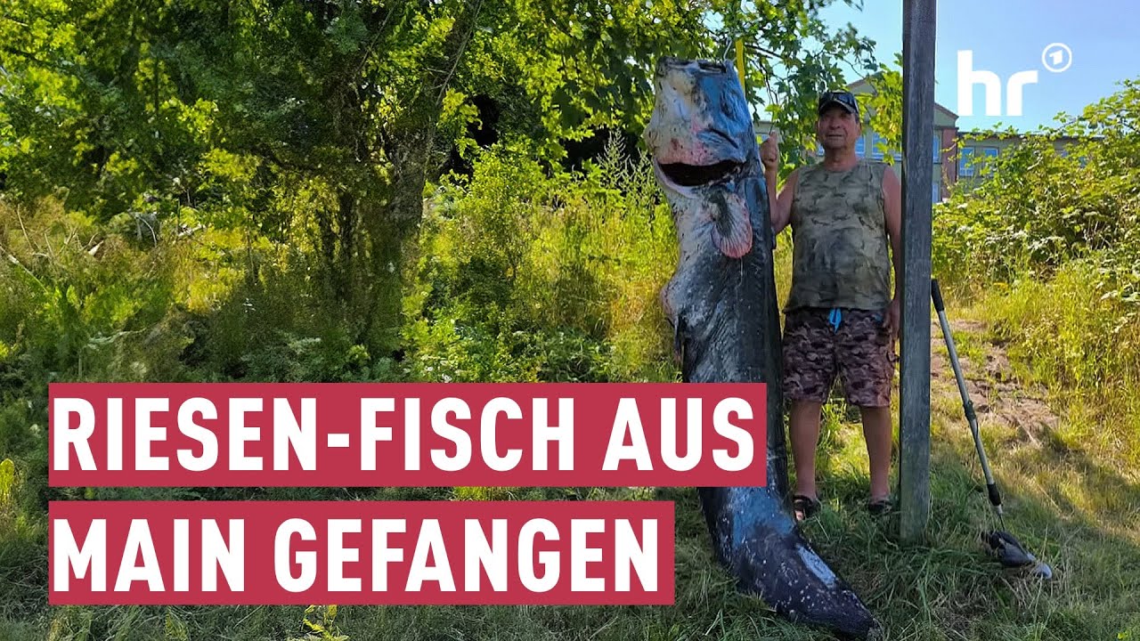 XXL-Wels aus dem Main geangelt | maintower - YouTube XXL-Wels aus dem Main geangelt | maintower - YouTube