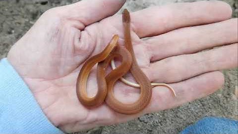 Catching a snake with bare hands