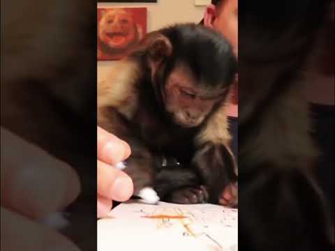 Monkey LOVES to