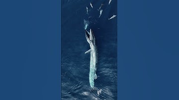 Amazing Aerial View of Whale Feeding || ViralHog