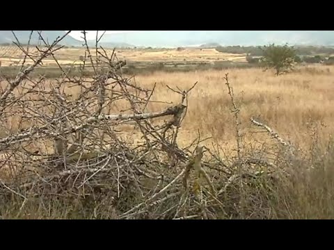 Así se transformarían los refranes con el cambio climático