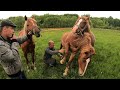 КОНІ НА ПРОДАЖУ/КОНІ В УКРАЇНІ/Коні Ваговози!Horses for sale