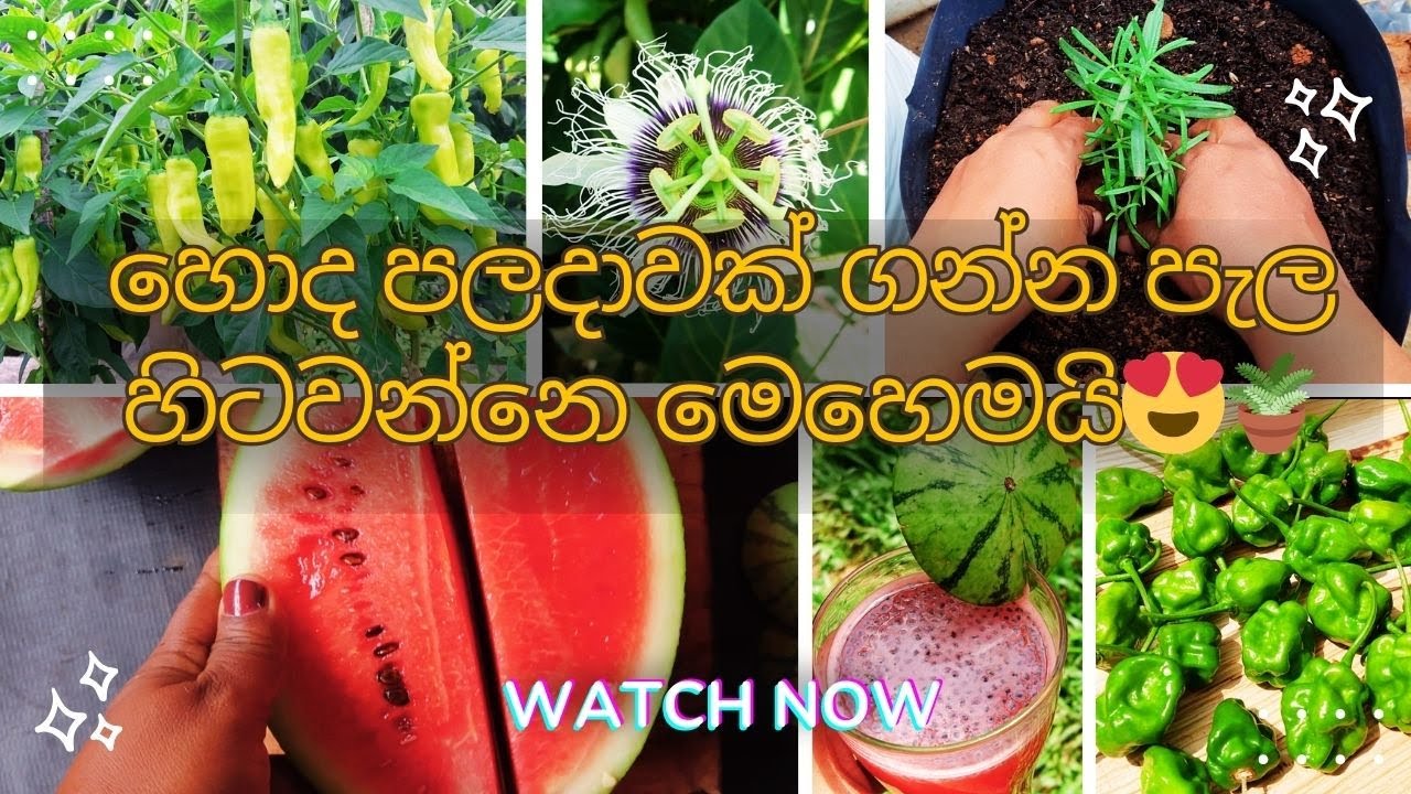 ගෙනාපු පැල හිටෙව්වා 😍🪴හොද පලදාවක් ගන්න මේ දේවල් කරන්න 😲😍🫶🌿