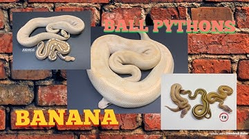 #banananallpythons #ballpythonmorphs #reptiles BANANA BALL PYTHONS!