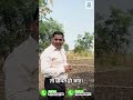 फसल को पक्षियों से बचाने का आसान जुगाड ! #agritech #agruculture #education #shorts #farming