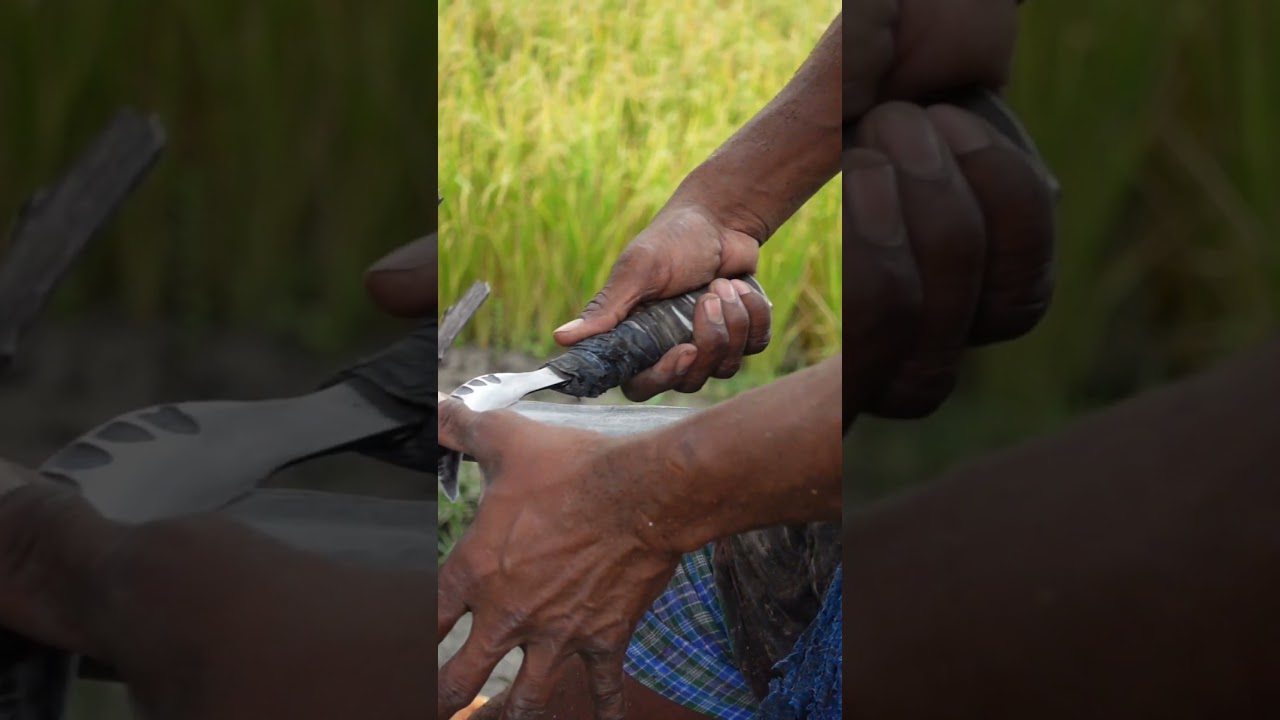 toddy tapper sharpening the knife for toddy extraction